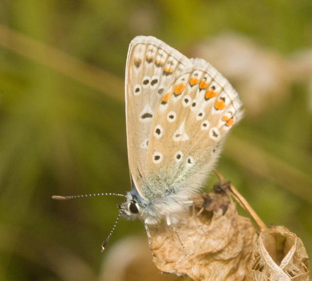 IMG 0713 Common Blue