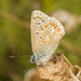 IMG 0713 Common Blue