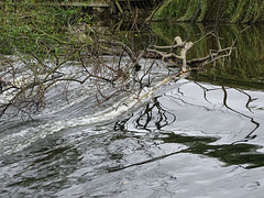 The Weir on the River Severn in Shrewsbury