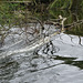 The Weir on the River Severn in Shrewsbury