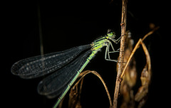 Die Libelle hat sich für ein Fotoshooting gezeigt :)) The dragonfly showed up for a photo shoot :)) La libellule s'est présentée pour une séance photo :))