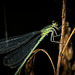 Die Libelle hat sich für ein Fotoshooting gezeigt :)) The dragonfly showed up for a photo shoot :)) La libellule s'est présentée pour une séance photo :))