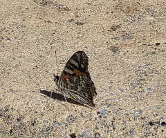 Painted lady Painted lady