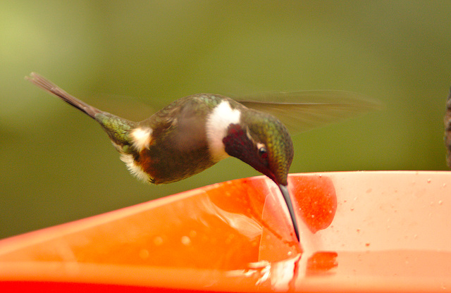 IMG 9736hummingbird