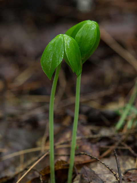 Isotria medeoloides (Small Whorled Pogonia orchid)