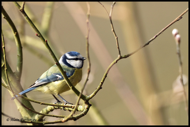 Mésange bleue DSC0255