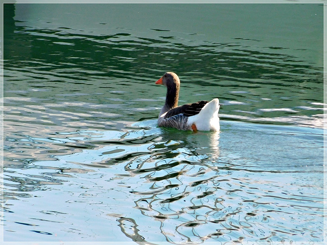 Au port de Plouer sur Rance (22)