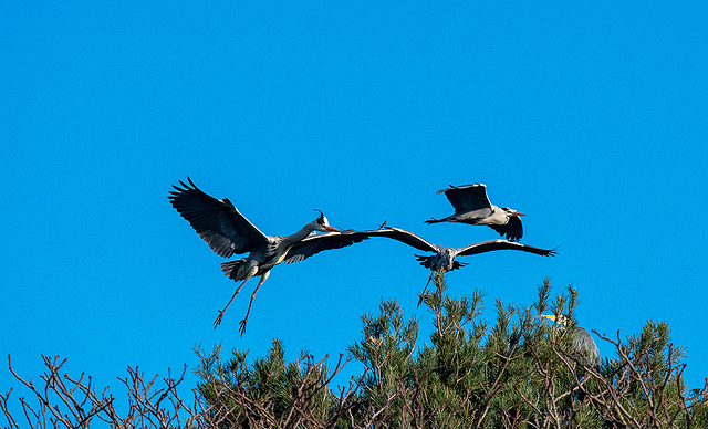 Incoming herons