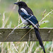 Magpie44