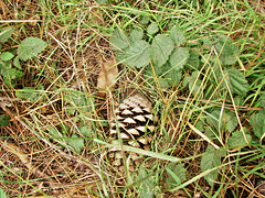 Cone In The Grass