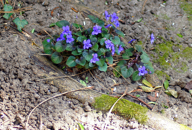 ... p'tit bouquet de printemps ...