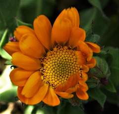 Marigold