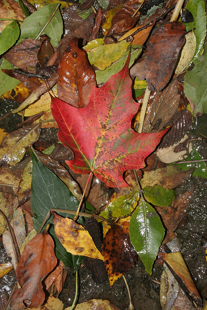 43/50 maple leaf, feuille d'érable