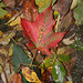 43/50 maple leaf, feuille d'érable