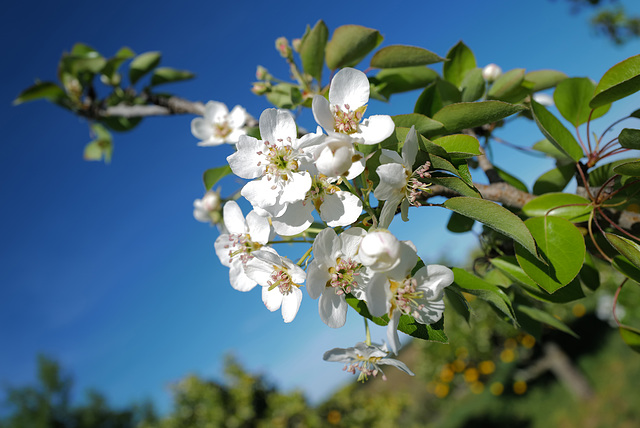 Pyrus communis, Pereira, Penedos