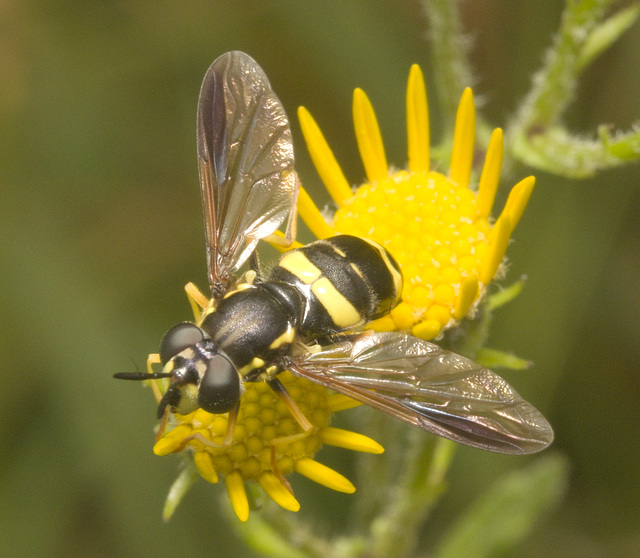 IMG 0719 Hoverfly-5