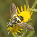 IMG 0719 Hoverfly-5