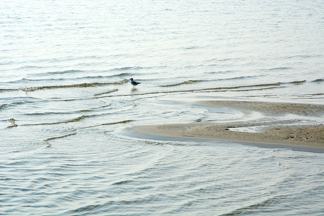 Au bord du Léman (St. Prex VD)