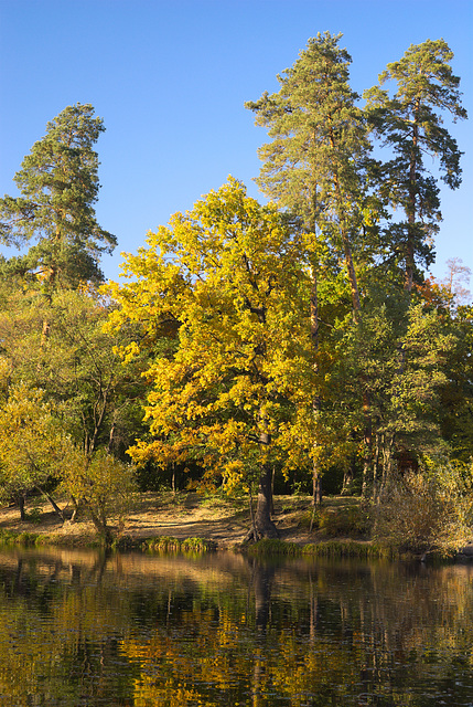 In Puschtscha-Wodyzja im Herbst