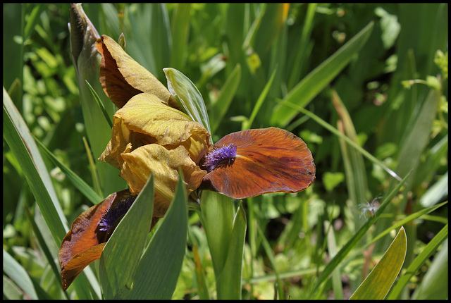 Iris Gypsy Boy