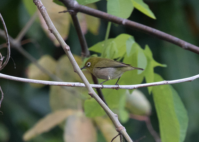 Japanese White-eye