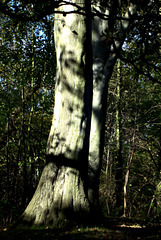 Tree 5