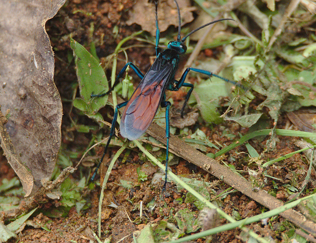 Tarantula Hawk Wasp EF7A8684