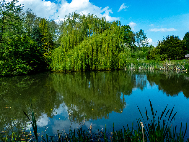 Burton wetlands garden