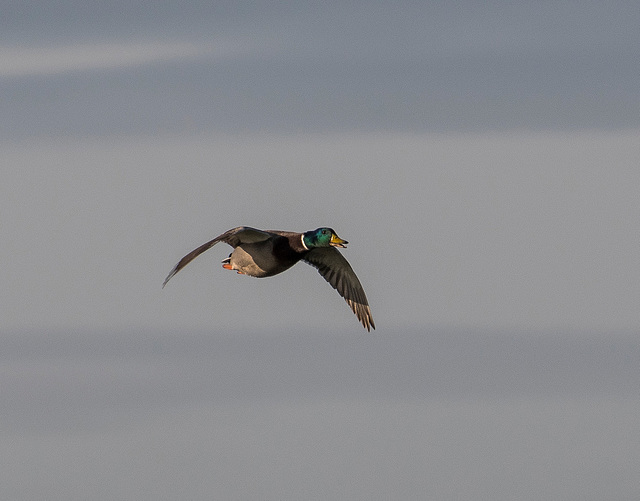 Mallard in flight