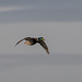 Mallard in flight
