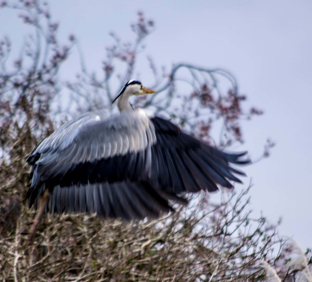 Heron in flight