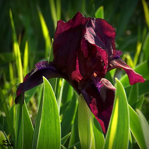 Mon premier Iris  08/04/2020