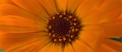 Marigold