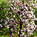 Apfelblüten im Obstland Borthen