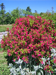 Buisson*********Weigelia***********