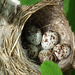 oeufs de paruline jaune / yellow warbler nest