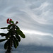 Euphorbia milii on crazy sky, Monte Gordo in May