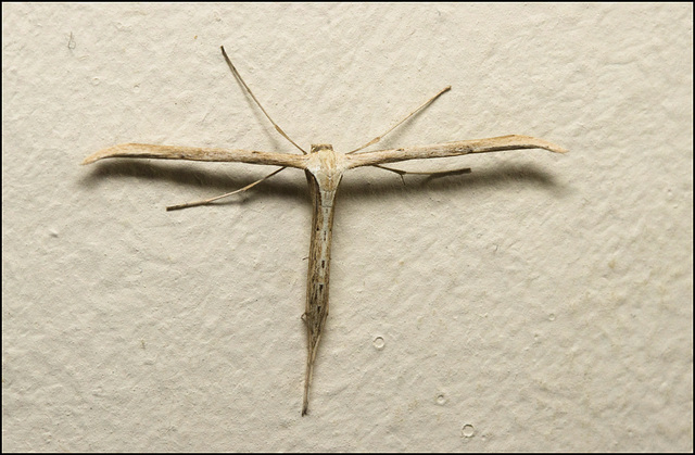 IMG 9263 Plume moth