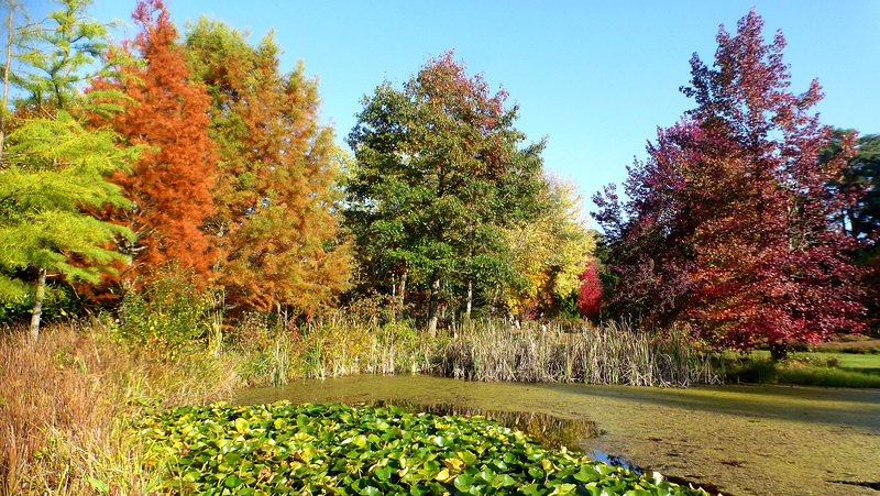 Les couleurs de l'Arborétum... Les couleurs de l'Arborétum...