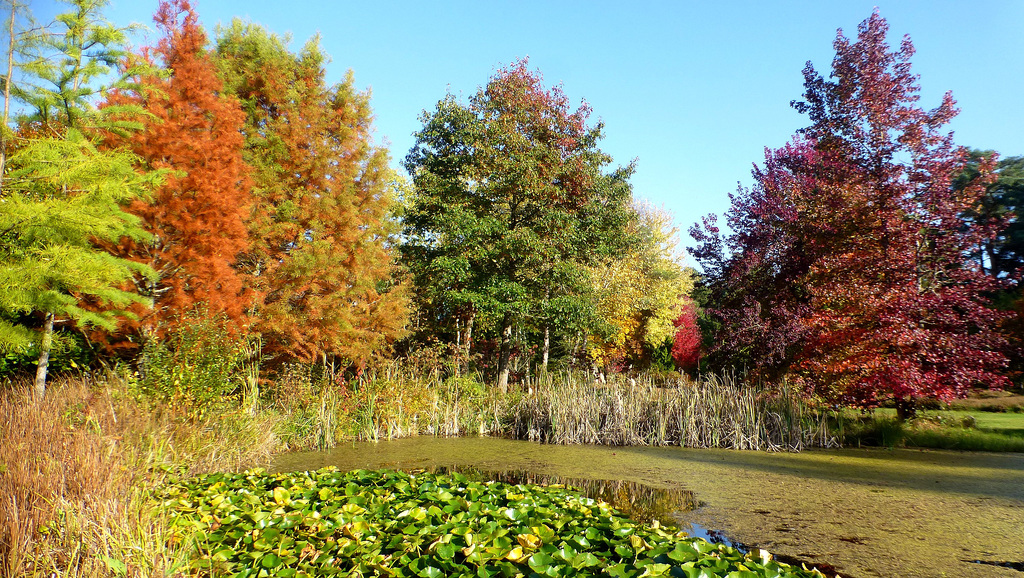 Les couleurs de l'Arborétum...