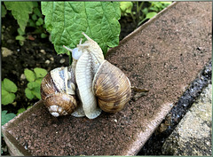 Snails fallen in love... ©UdoSm