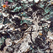 Detail of Full Fathom Five by Jackson Pollock in the Museum of Modern Art, May 2010