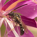 IMG 0732 Bee-2