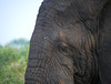 Elephant Eye
