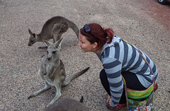 baby kangaroos