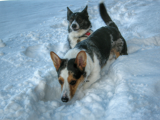 Get used to it Beckey.....for us Corgis ALL snow is deep