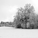 Winter in Oberschwaben in black and white