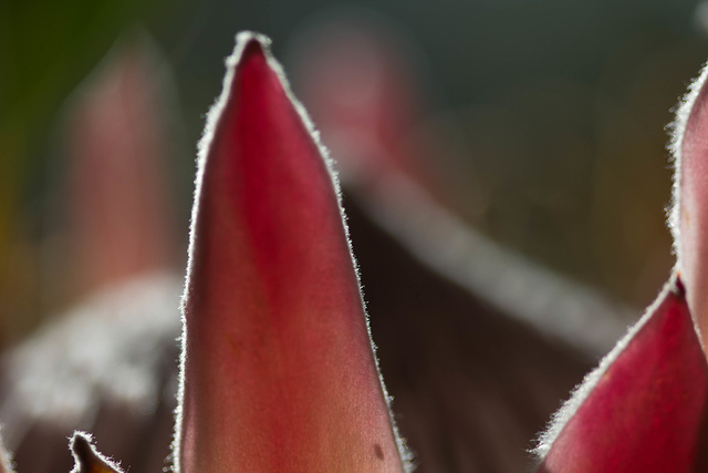 Protea petal
