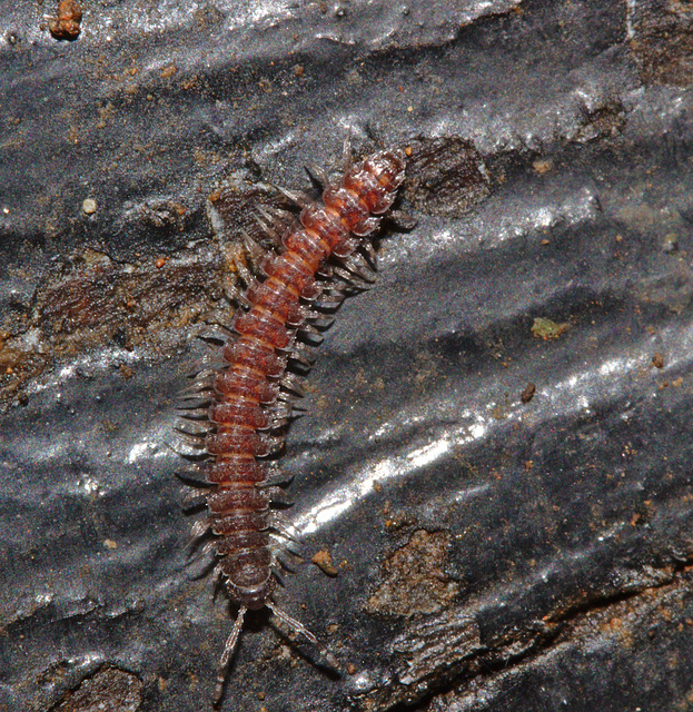 Millipede IMG_7598