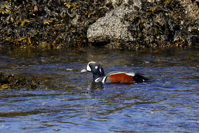 Harlequin Duck